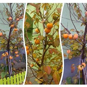 kaki jabuka sadnice