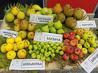 stare_sorte